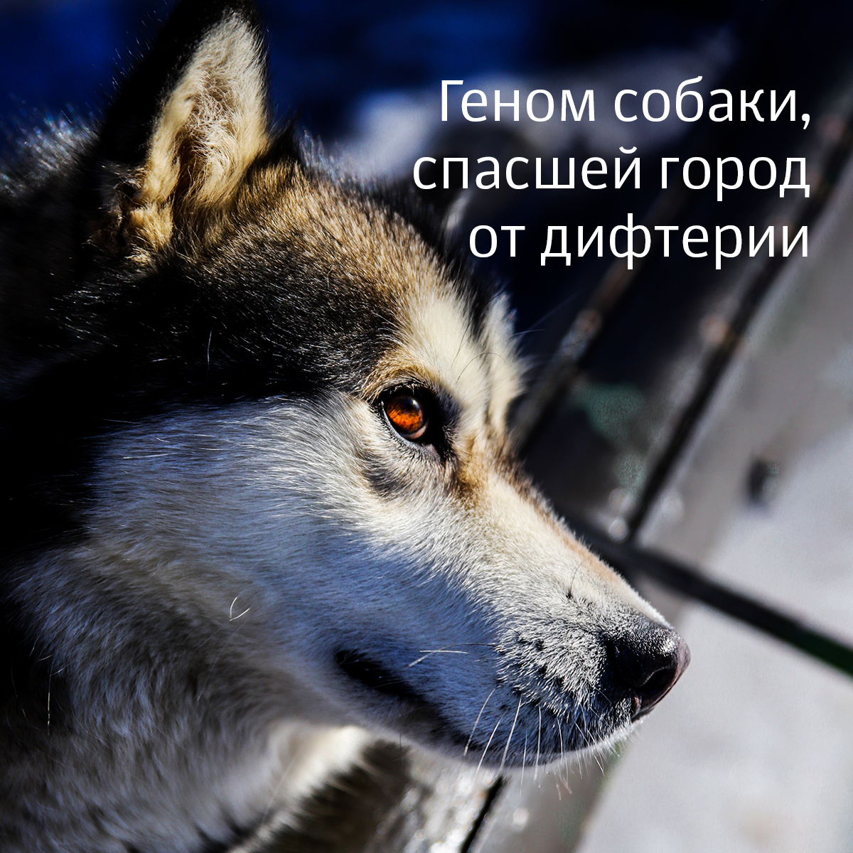 Геном собаки, спасшей город от дифтерии