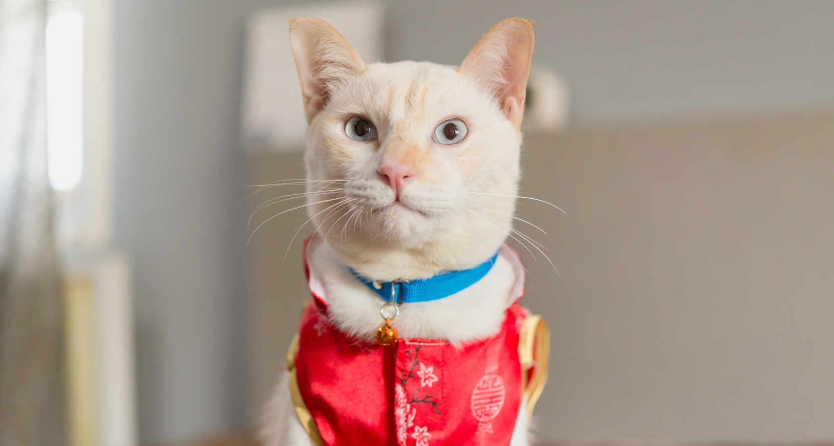 Китайские кошки