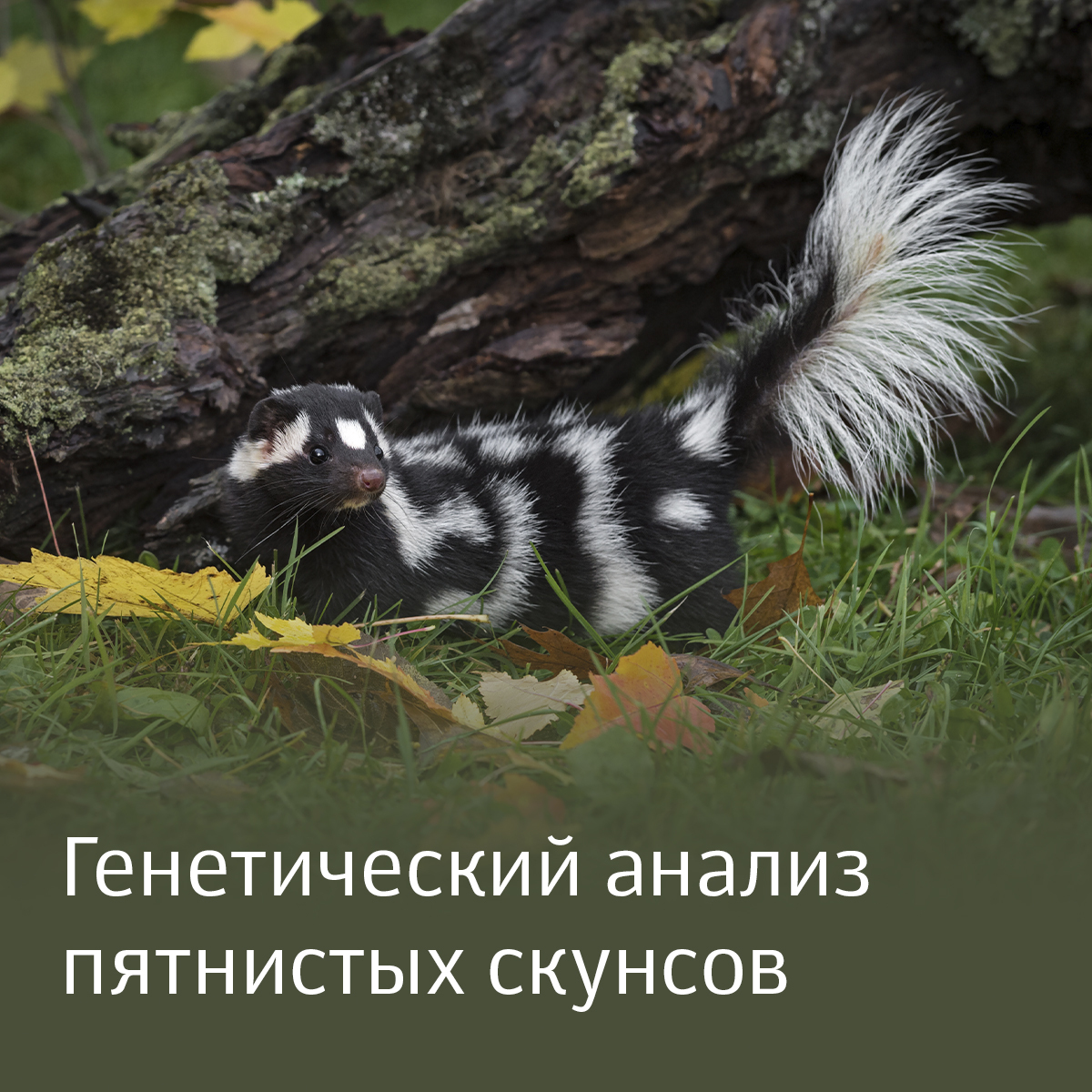 Генетический анализ пятнистых скунсов